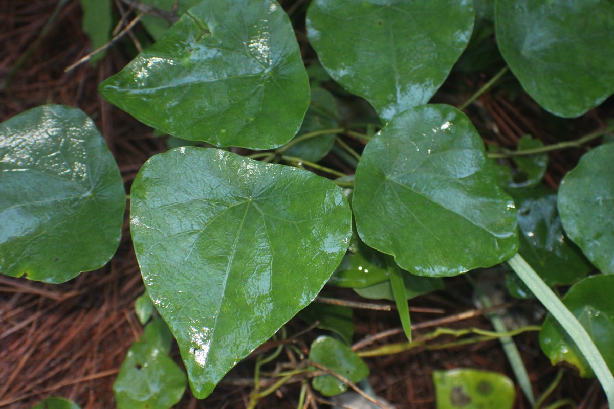 Stephania japonica (Thunb.) Miers